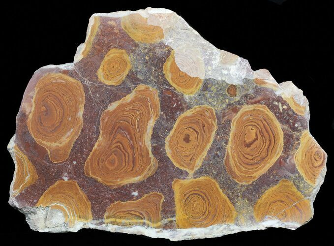 Polished Stromatolite From Russia - Million Years #57684